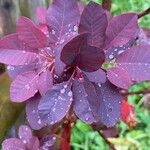 Cotinus coggygria Leaf