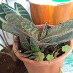 Gasteria pillansii Yaprak