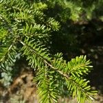 Abies alba Лист