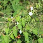 Ipomoea biflora Leht