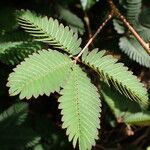 Mimosa pudica Feuille