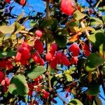 Berberis vulgaris Frukto