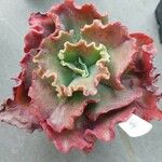 Echeveria shaviana برگ