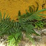 Pteris vittata Leaf