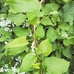 Fallopia baldschuanica 葉