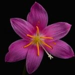 Zephyranthes roseaFloro