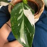 Monstera lechleriana Blad