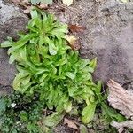 Valeriana locusta Hábito