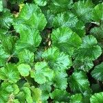 Rubus tricolor Leaf