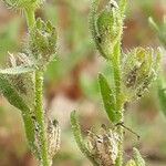 Linaria arenaria Fruit