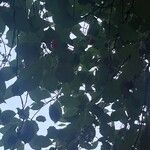 Prunus cerasus Leht