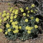 Eriogonum ovalifolium Habit