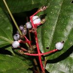 Miconia lateriflora Blomma