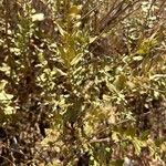 Iva axillaris Leaf