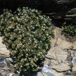 Polycarpon polycarpoides Libunga