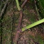 Philodendron brunneicaule പുറംതൊലി