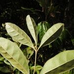 Aglaia elaeagnoidea Deilen