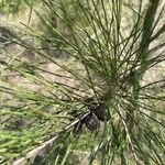 Casuarina equisetifolia Фрукт