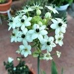 Ornithogalum arabicum Flor