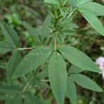 Cleomella serrulata Leaf