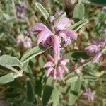 Phlomis purpureaപുഷ്പം