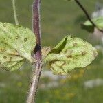 Veronica arvensis Fuelha