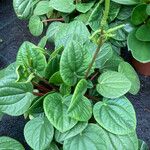 Peperomia albovittata Leaf