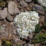 Achillea odorataLorea