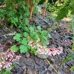 Heuchera sanguineaLorea