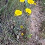 Pulicaria odoraFlower