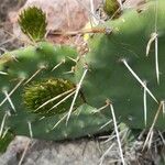 Opuntia penicilligera