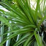 Tillandsia utriculata Leaf