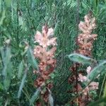 Orobanche rapum-genistae Агульны выгляд