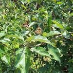 Solanum aculeastrum Hoja