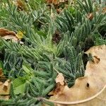 Achillea tomentosa Blatt