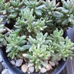 Sedum hispanicumBlad