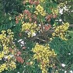 Koelreuteria bipinnata Λουλούδι