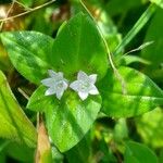 Richardia brasiliensis Hoja