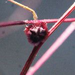 Cycloloma atriplicifolium Fruit