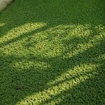 Azolla filiculoides Leaf