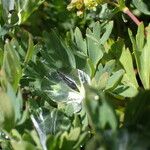 Alchemilla pentaphyllea Φύλλο