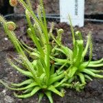 Drosera filiformis Φύλλο