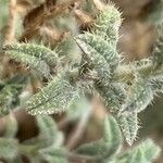 Echium angustifolium ഇല