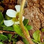 Saxifraga androsacea Lubje