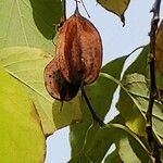 Halesia carolina Frukt