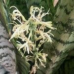 Dracaena hyacinthoides পাতা