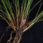 Carex nubigena Συνήθη χαρακτηριστικά