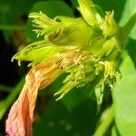 Ipomoea indica Annet