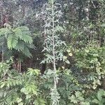 Lactuca floridana Hábito