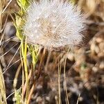 Crepis kotschyana Ovoce